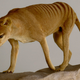 Illustration for article titled The Science Behind De-Extinction